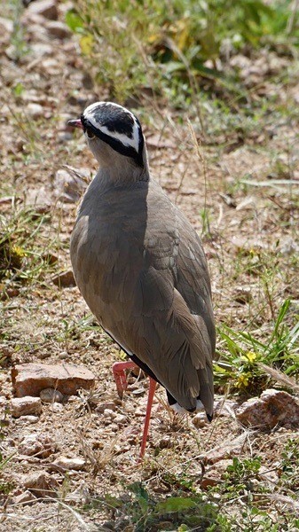 Crowned Lapwing - SA - BIRDS & INSECTS