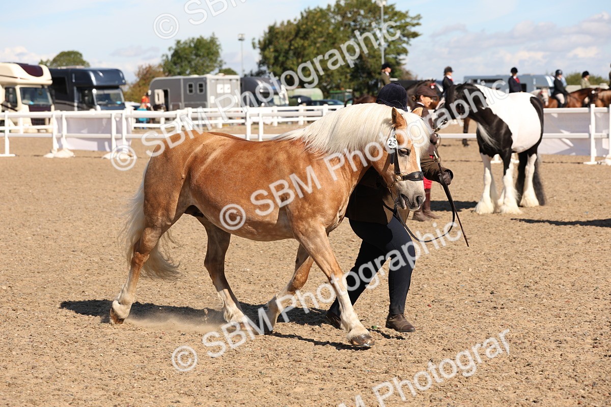 SBM_12958 - Class 206 - IH Non Show Type Pony