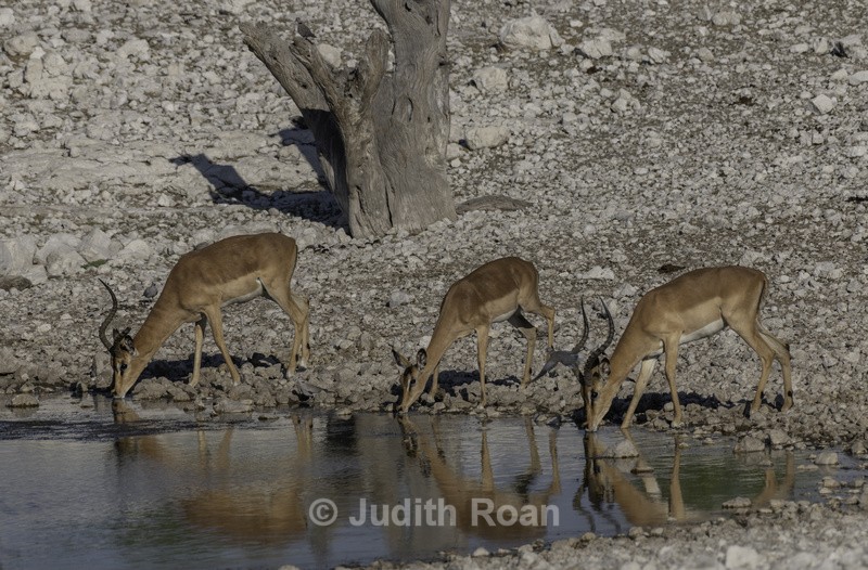 Impalla at waterhole - Namibia 2022