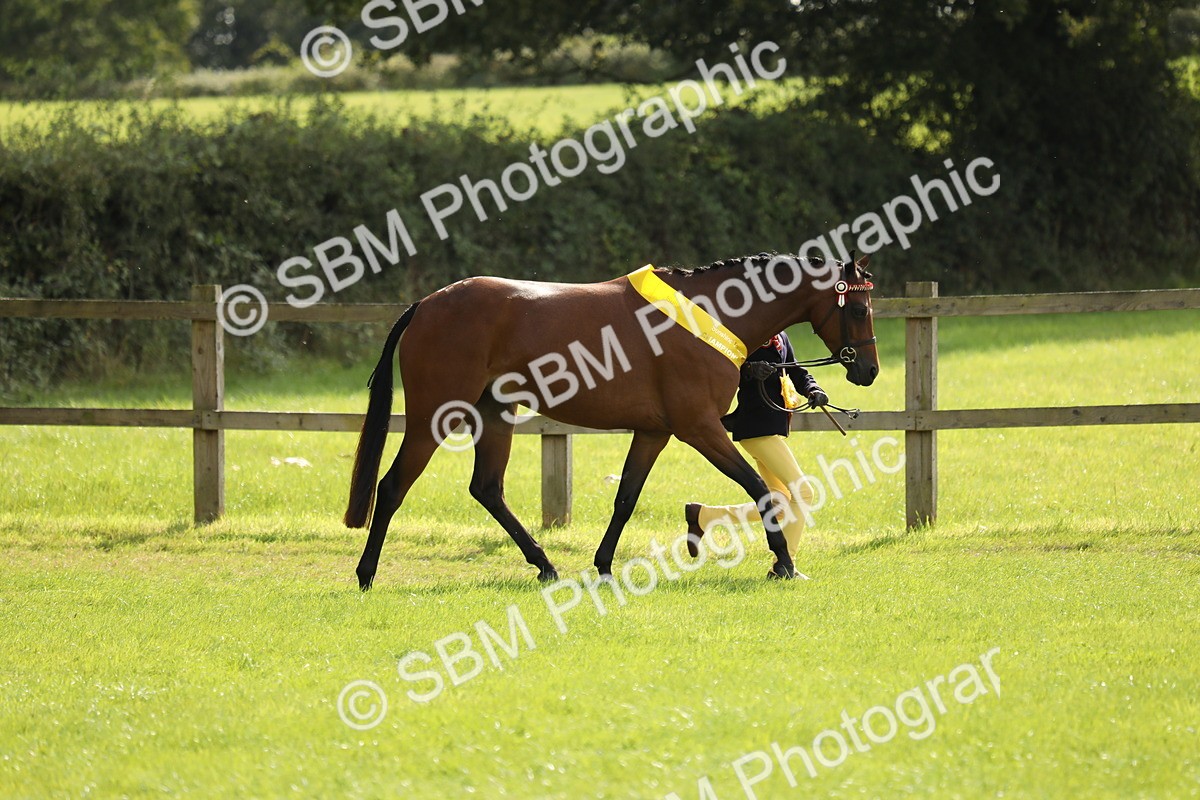 SBM_65640 - S48 - Show Pony & Show Hunter Pony In Hand