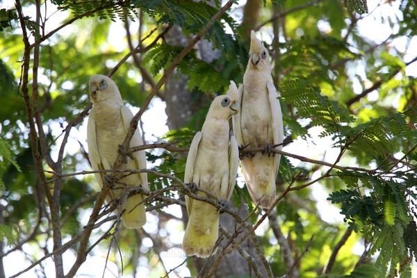  - Australian Birds