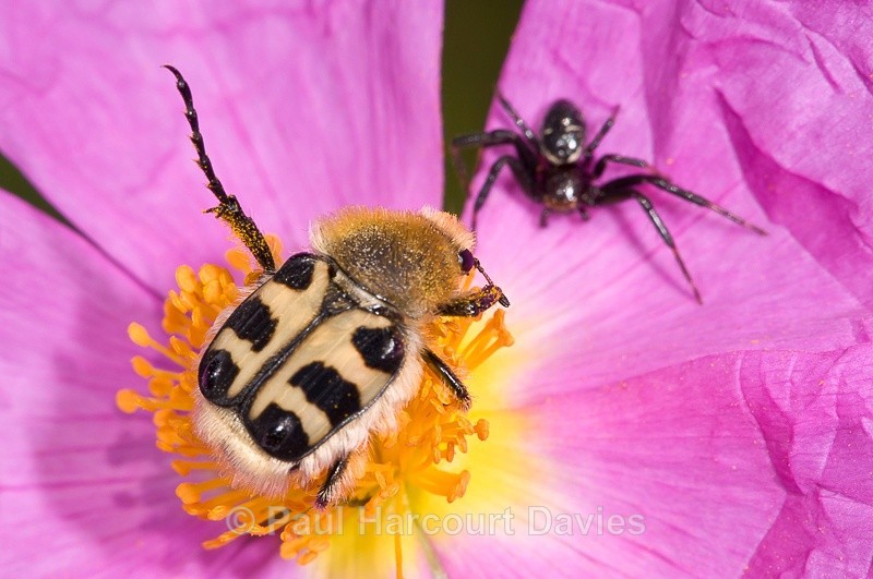  - Bugs: Macro insects