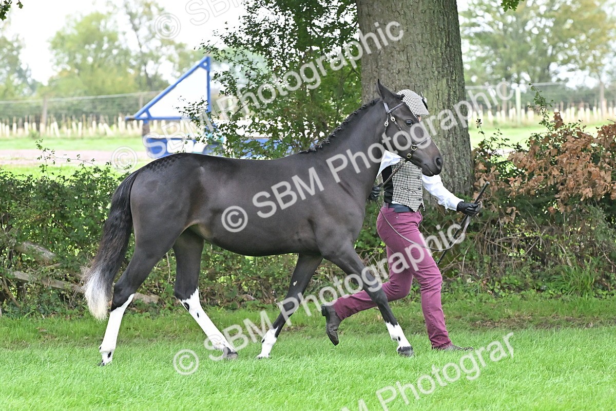 SBM_57553 - S46 - Part Bred Arab & Native Pony In Hand