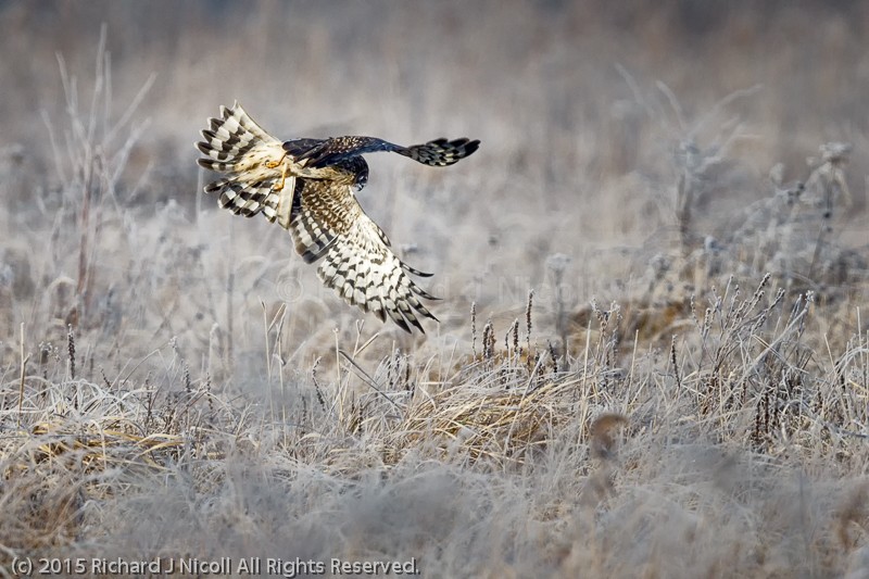 Hen Harrier (Circus cyaneus) hunting - Hen Harrier (Circus cyaneus)