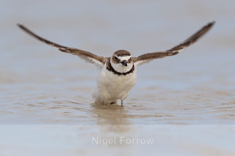 Wilson's Plover flaps after bathing, Fort De Soto Park, Florida - Wilson's Plover