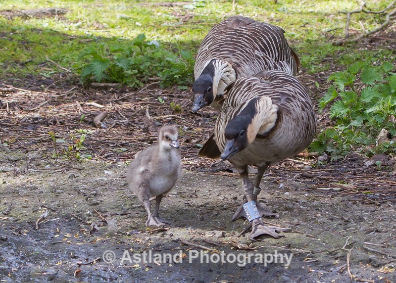 Astland Photography, Bird and Wildlife Images, Susan and Peter Wilson, U.K.