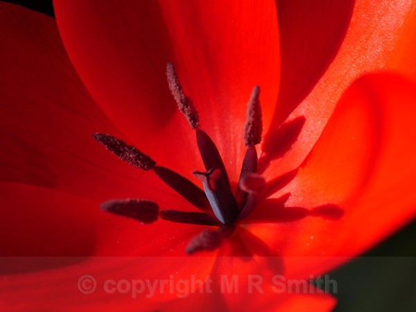 Red Tulip Macro Centrę - MACRO & CLOSE UPS 2