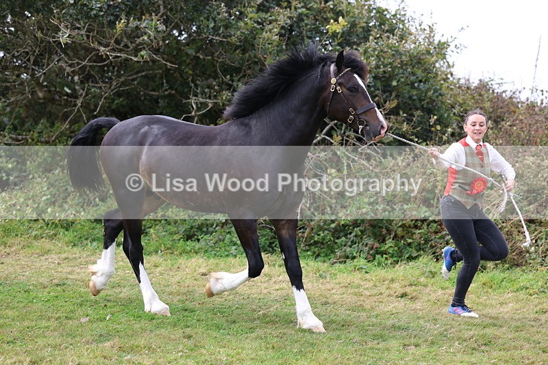 3E7A5711 - In Hand Championship