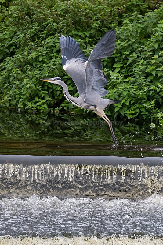 Angelic Heron - Nature