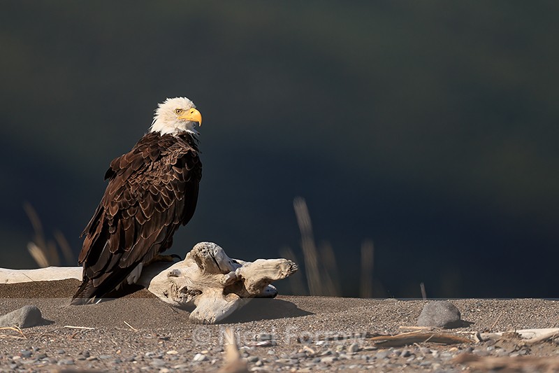 Bald Eagle resting on beach, Lake Clark NP, Alaska - Bald Eagle