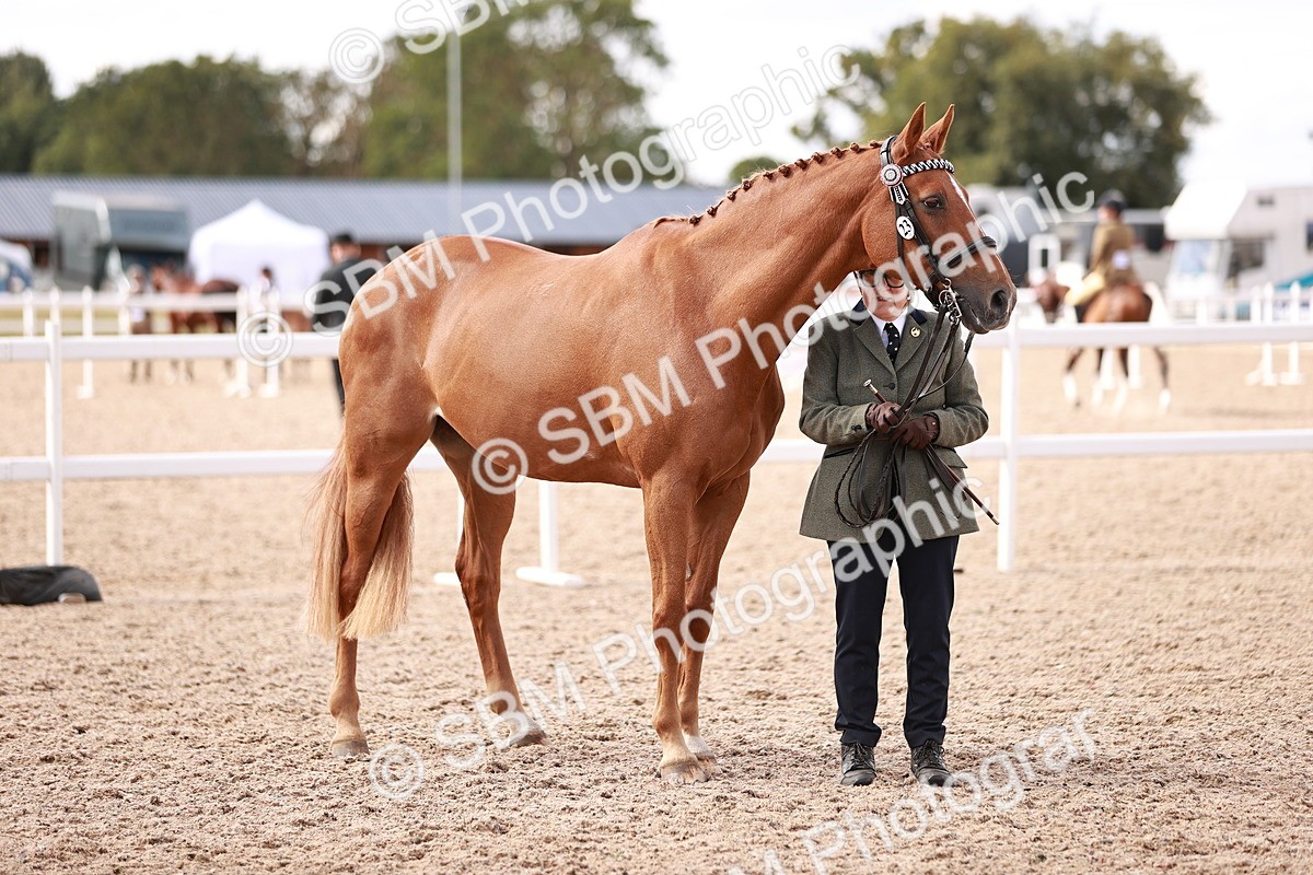 SBM_14194 - Class 407 - IH Hack Riding Horse