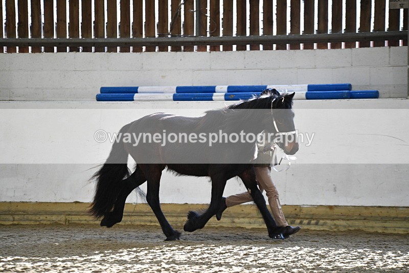 WJ5_3492 - Class 1 Youngstock