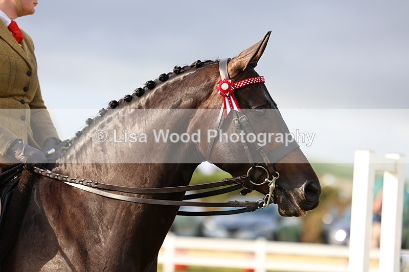 3E7A7831 - Class 1: Rising Star Small Hack/Riding Horses