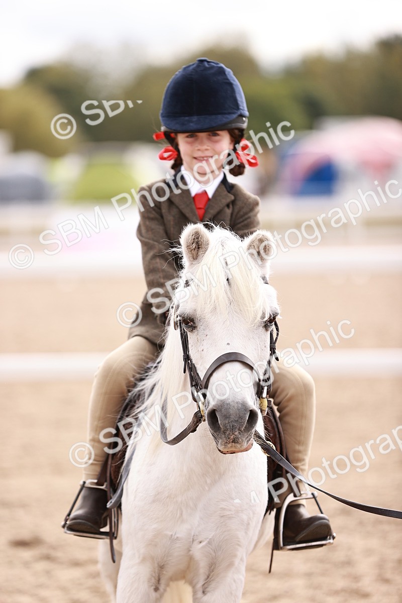 SBM_18316 - Class 417 - Handsome Gelding (IH or Ridden - JNR)