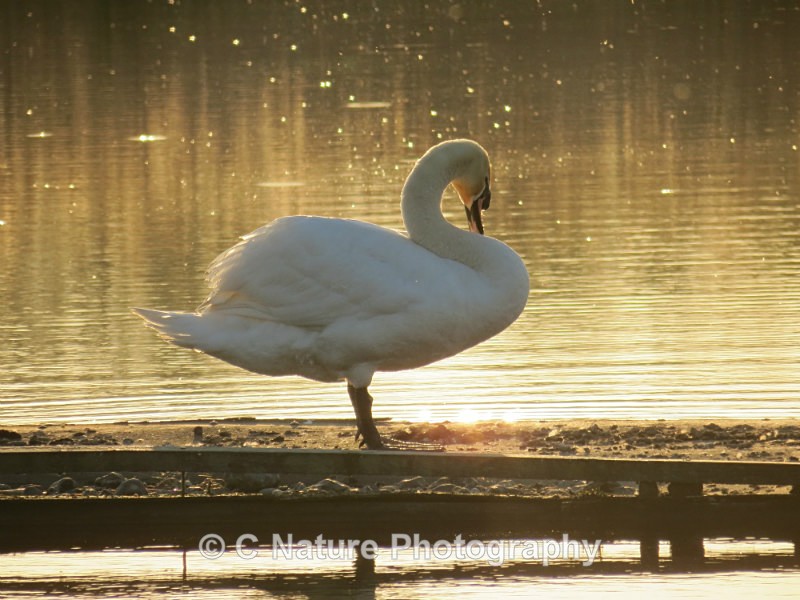 Sunset Swan - Birds