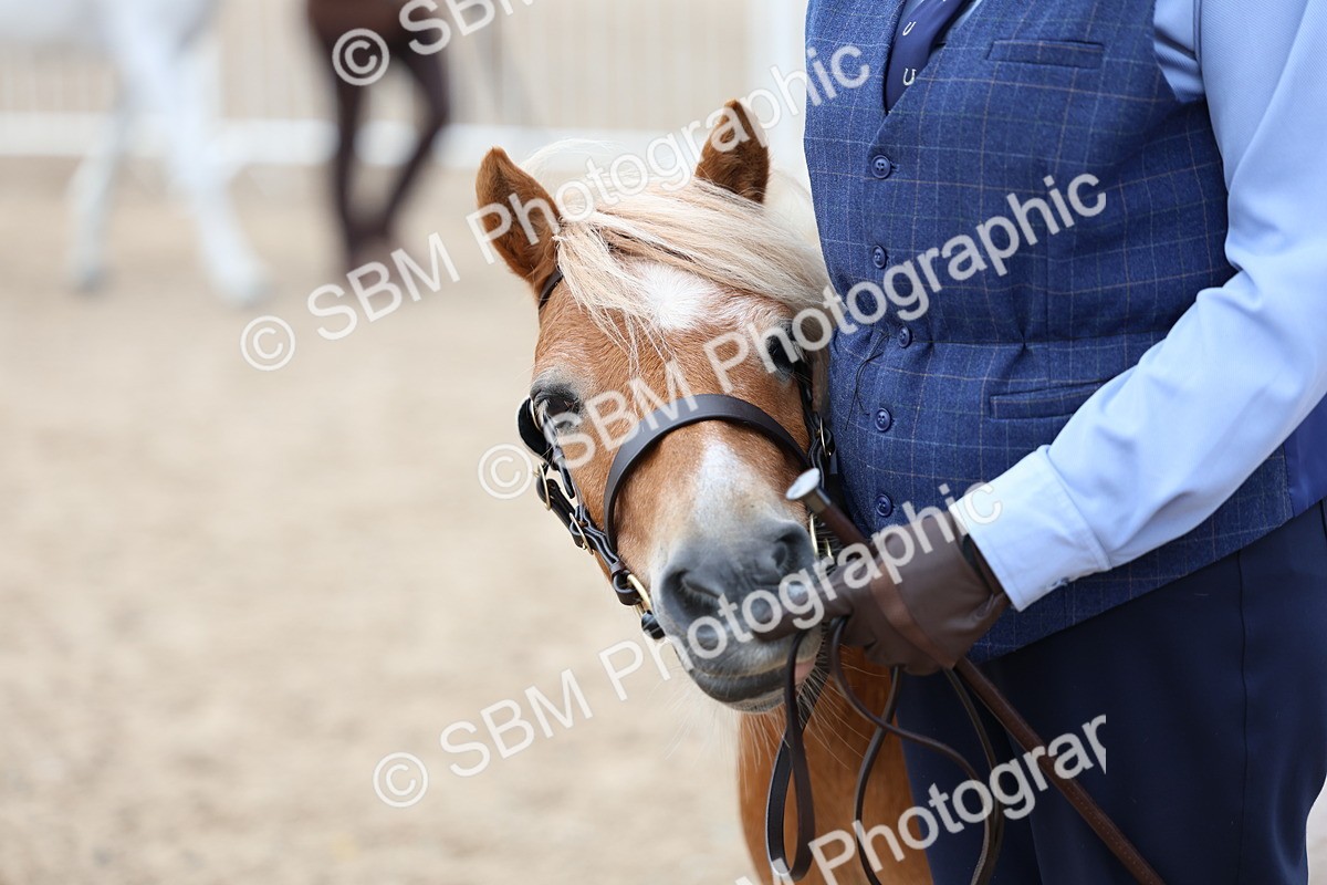 SBM_05964 - Class 29 - IH Veteran Pony