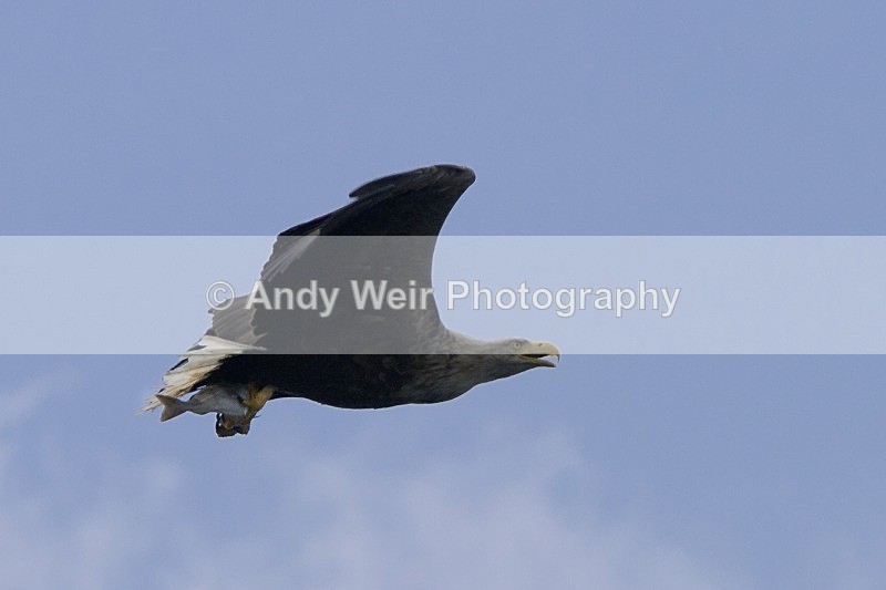20120529-_MG_9284 - White Tailed Eagle