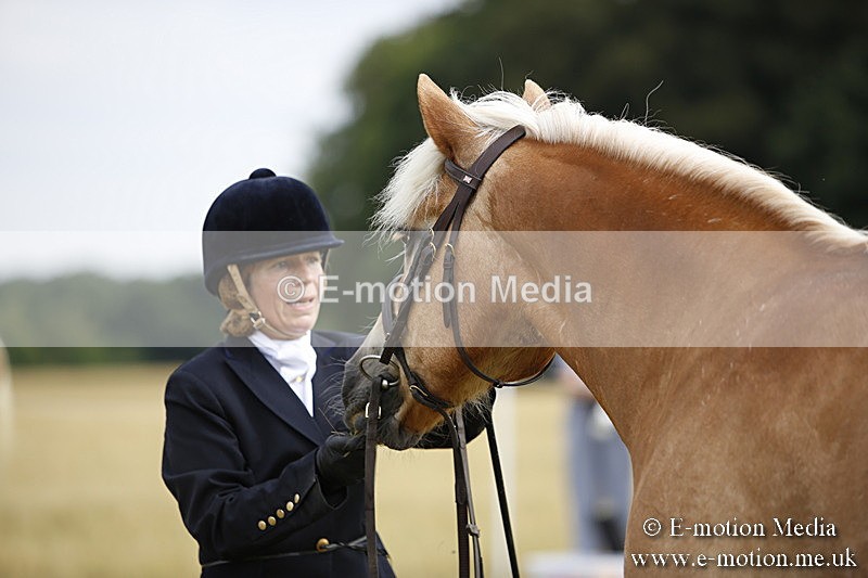 _C7A9434 - BVRC Sow 2018 Ring 2