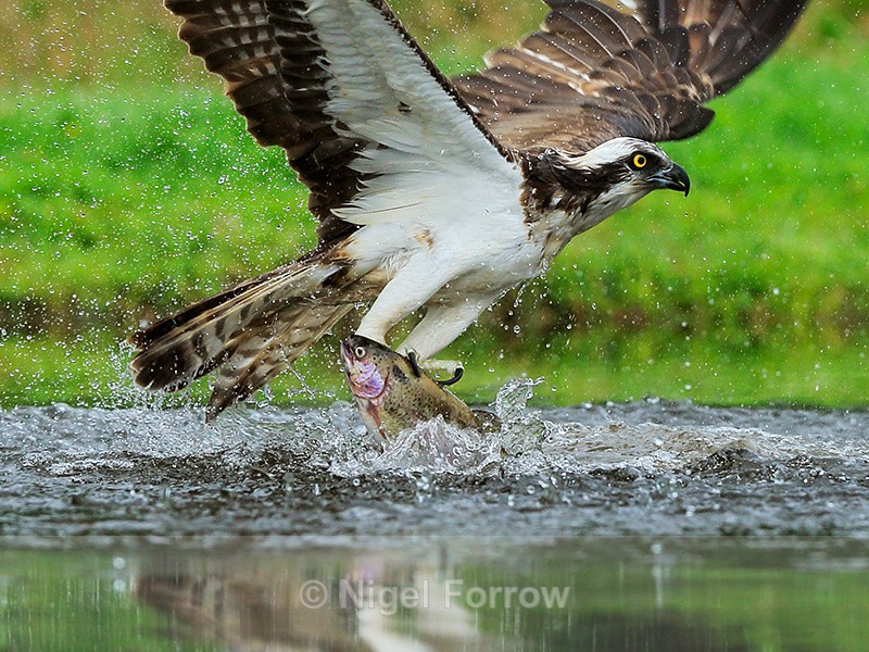 Rothiemurchus Osprey close-up with trout - Osprey