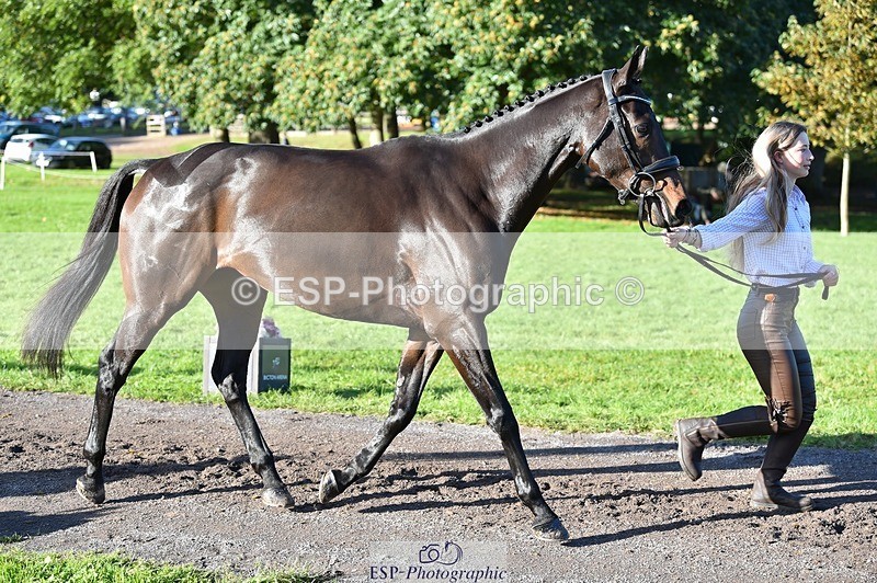 231022-102452-22460 - 435-TIMASSINI-Lana.Bennett-TrotUp+SJ