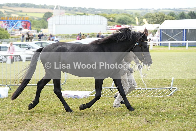 DSC05962 - NPS M&M In Hand Championship