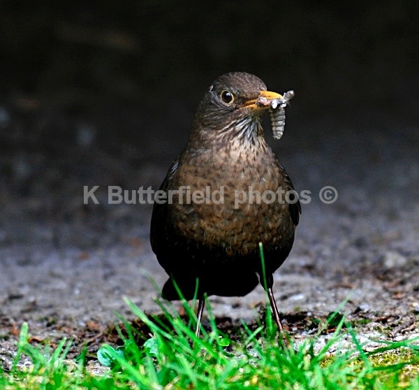 _LOOK DINNER - Wildlife