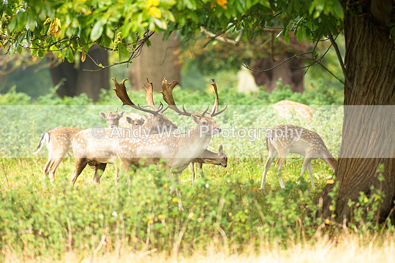 20140929-3K8A5974 - Fallow Deer