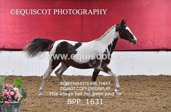 BPP_1631 - MORNING 9AM - 12PM