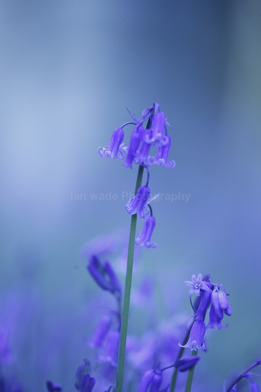  - Woodland scenes & flowers