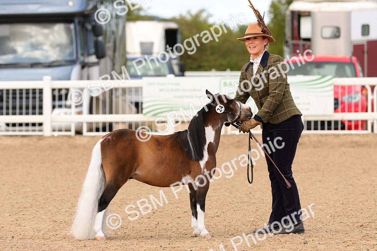 SBM_10298 - Class 206 - IH Non Show Type Pony