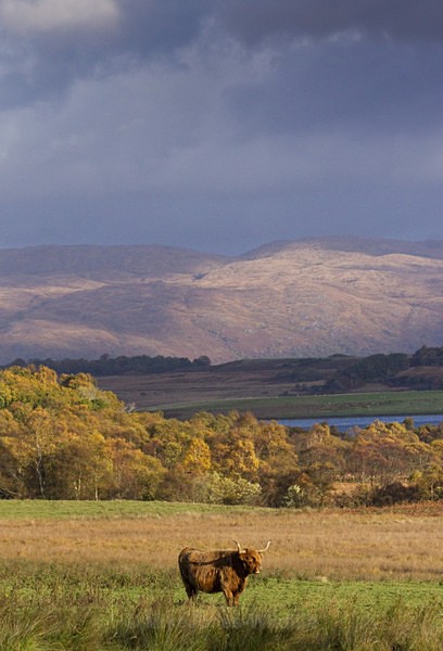 HIGHLAND COW, Grasspoint, Isle of Mull - HIGHLAND COWS