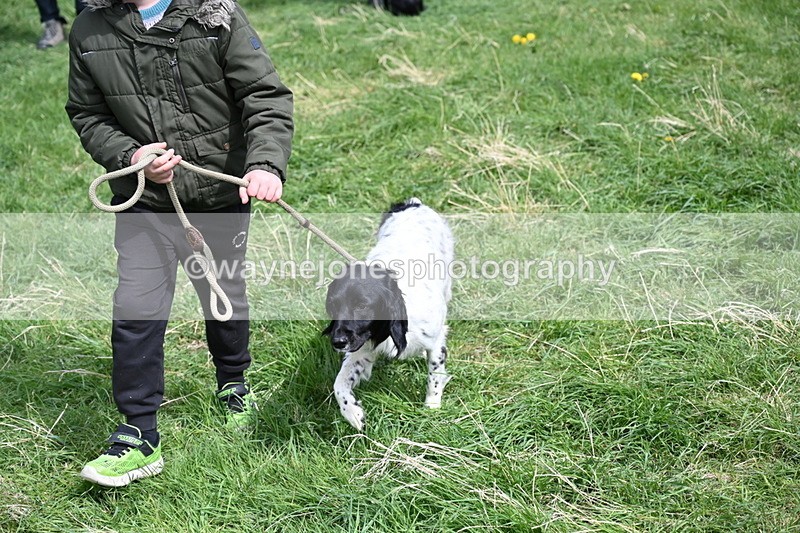 WJ6_9071 - Class 8 Best Working / Gun Dog or Bitch