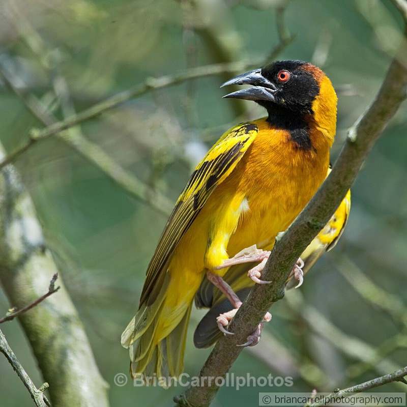 Village Weaver Bird - Wildlife