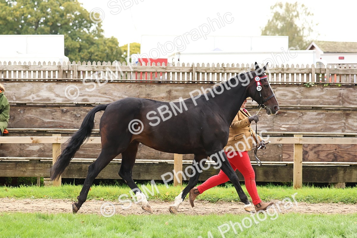 SBM_41717 - S26 - Mature Veteran In Hand
