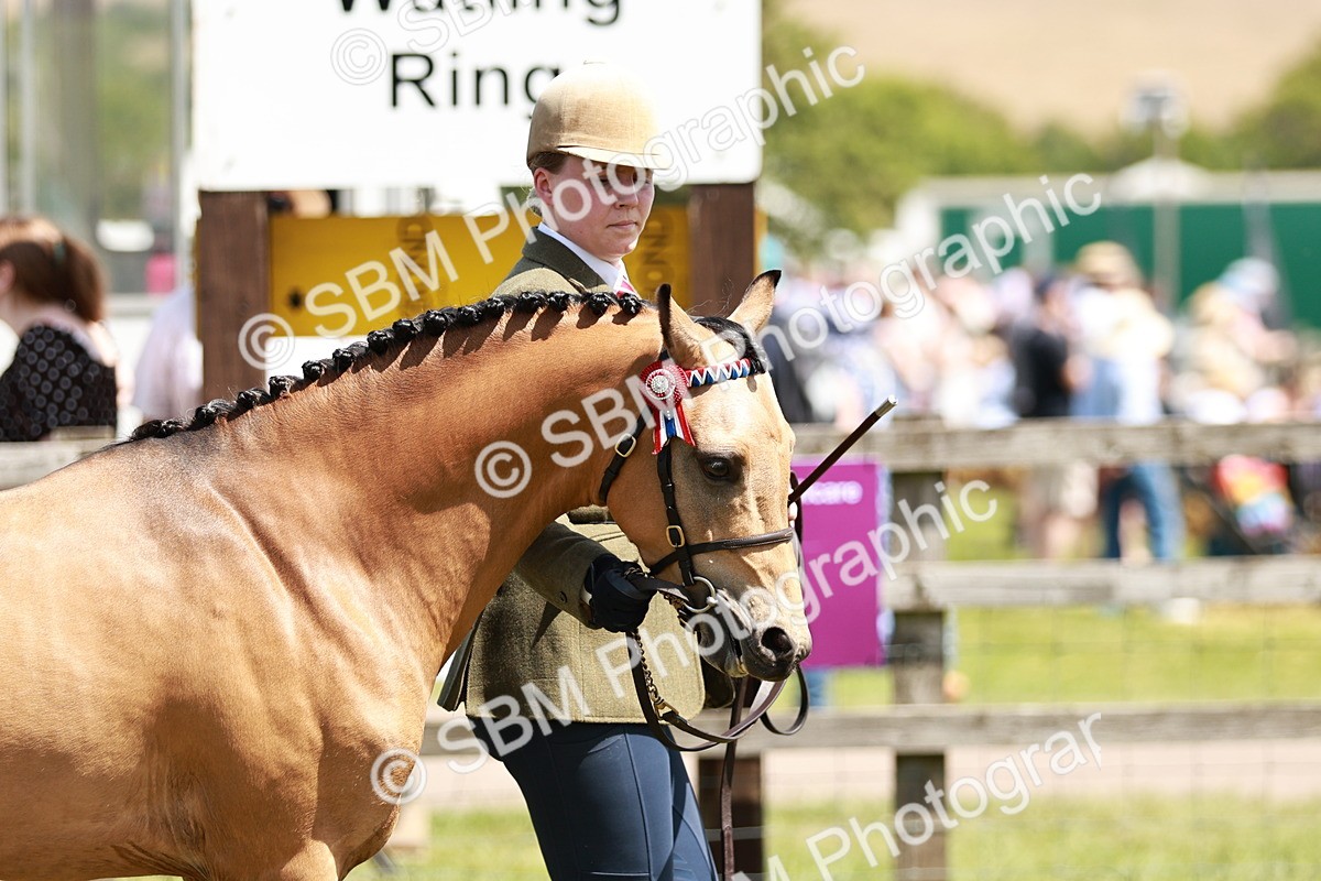 SBM_05561 - Class 41-45 - Riding Pony-Hunter Pony Breeding