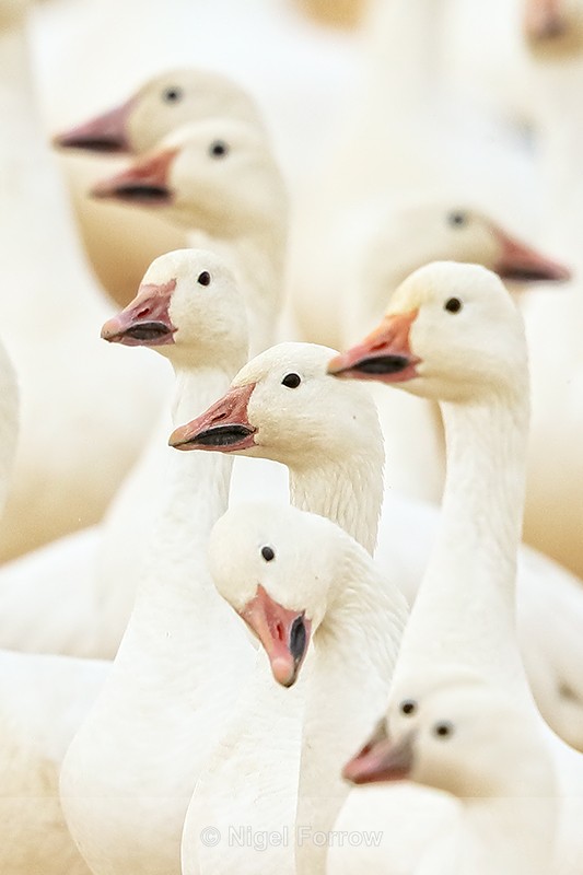 Snow Goose heads, Bosque del Apache, New Mexico - Snow Goose