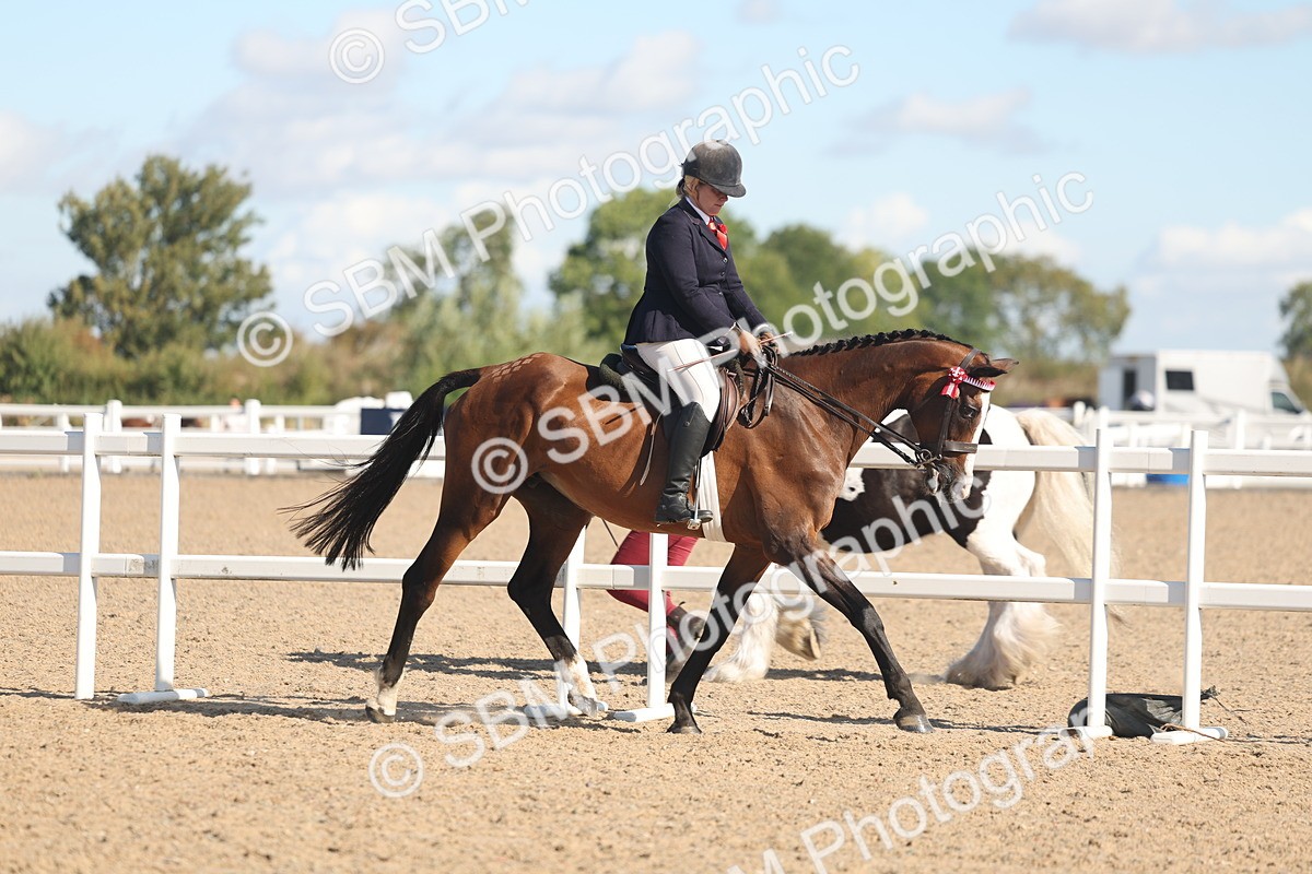 SBM_12991 - Class 305 - Ridden Foreign Breed Pure Bred