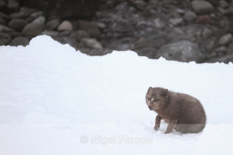 Arctic Fox above rocky shore, Hornstrandir, Iceland - Arctic Fox