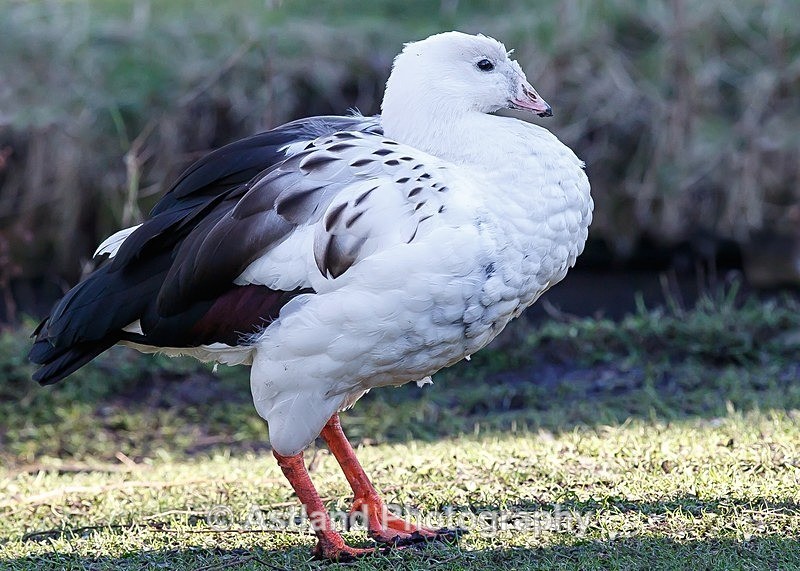 Astland Photography, Bird and Wildlife Images, Susan and Peter Wilson, U.K.