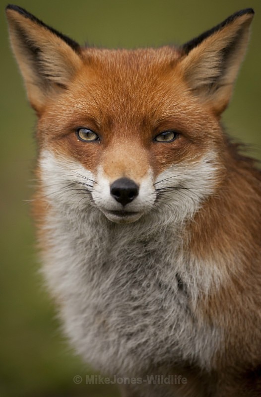 RED FOX REF RF2/1 - RED FOX PORTFOLIO No 2