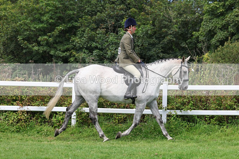 3E7A8624 - Class 5: Working Show Horse