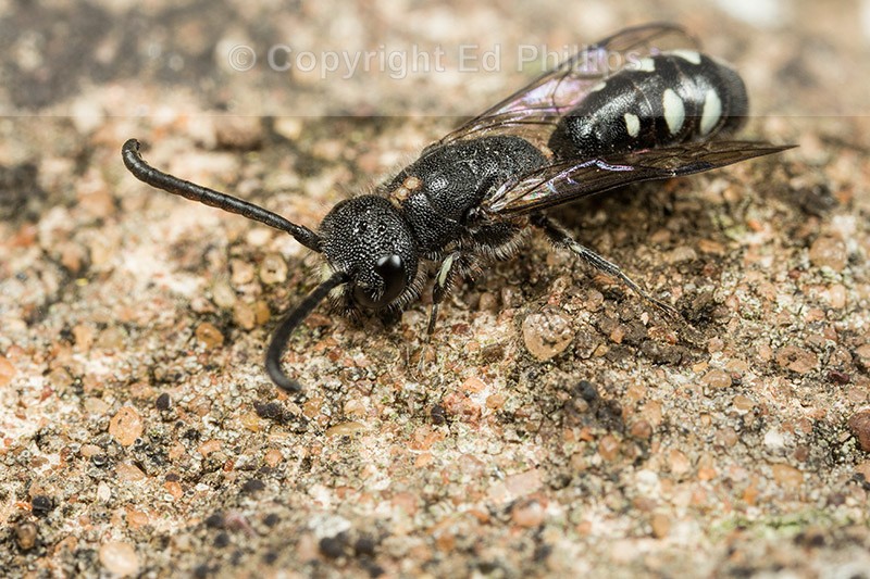 Sapyga quinquepunctata (m)