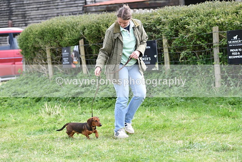 WJ5_9548 - Class 3 Most Handsome Dog