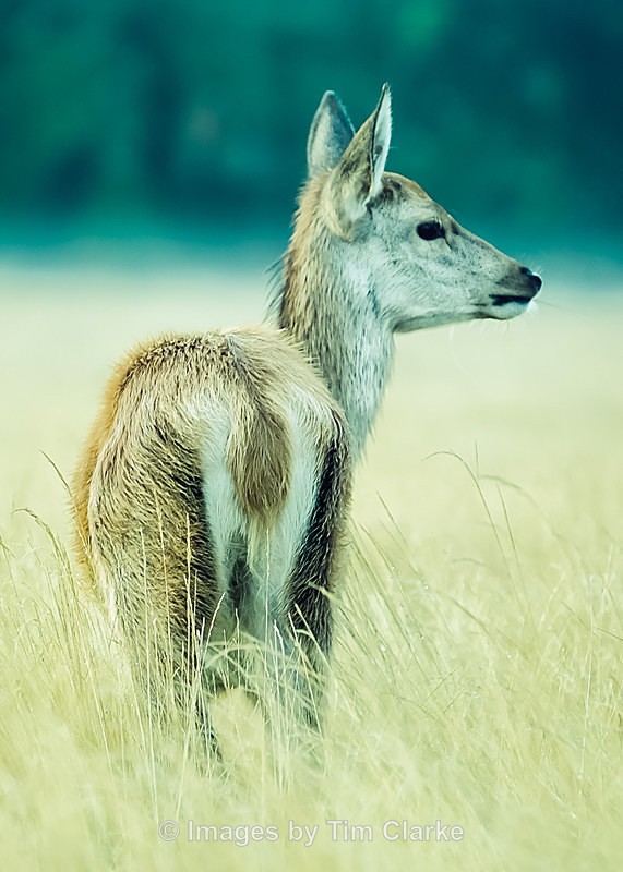Fawn Deer In Wet Grass 80712322 - Wildlife