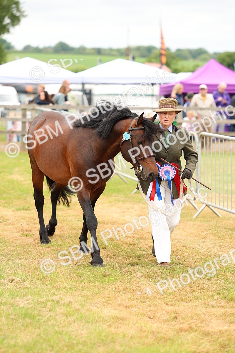 SBM_03551 - Class 58-67 - M&M Non Welsh Pony In hand