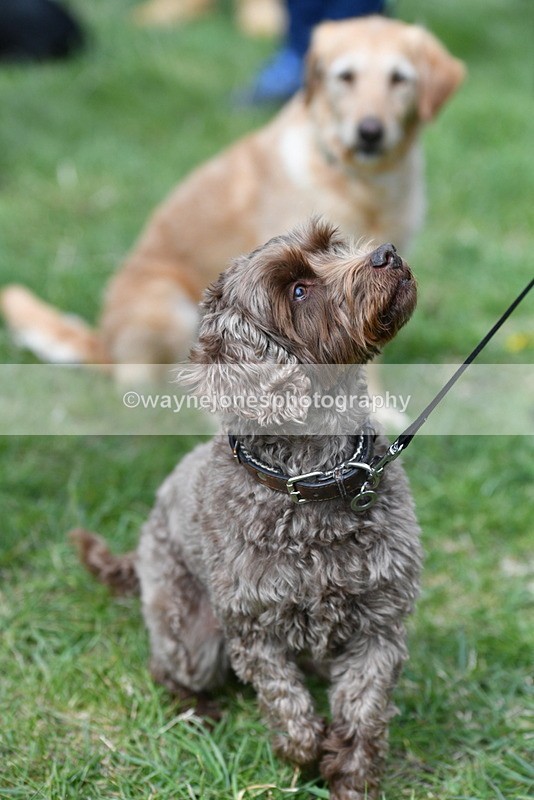 WJ5_9275 - Class 1 Best Cross Breed / Heniz 57