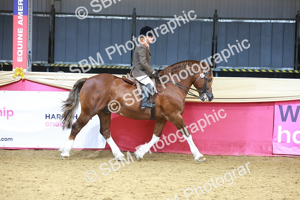 SBM_12407 - Class 103 - HOYS Veteran Qualifier - Ridden Pre Vet