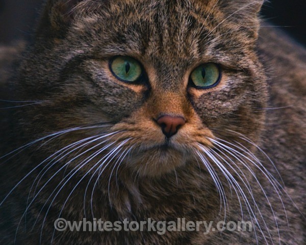 European Wildcat - Wildlife and Animals