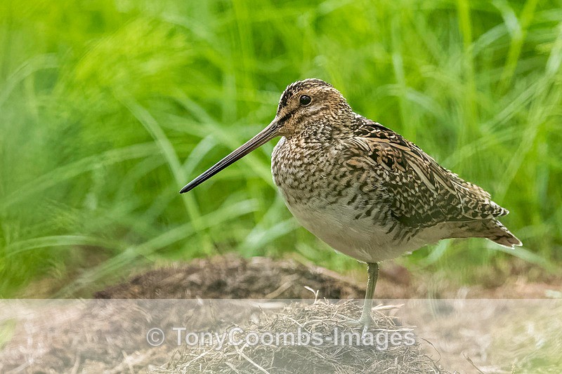 Snipe - Iceland