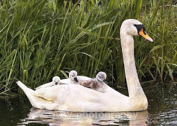 Ride a White Swan - The Photographic Angle - Wildlife Exhibition